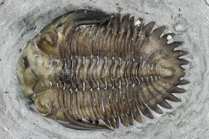 Greenops Trilobite - Hungry Hollow, Ontario #107540